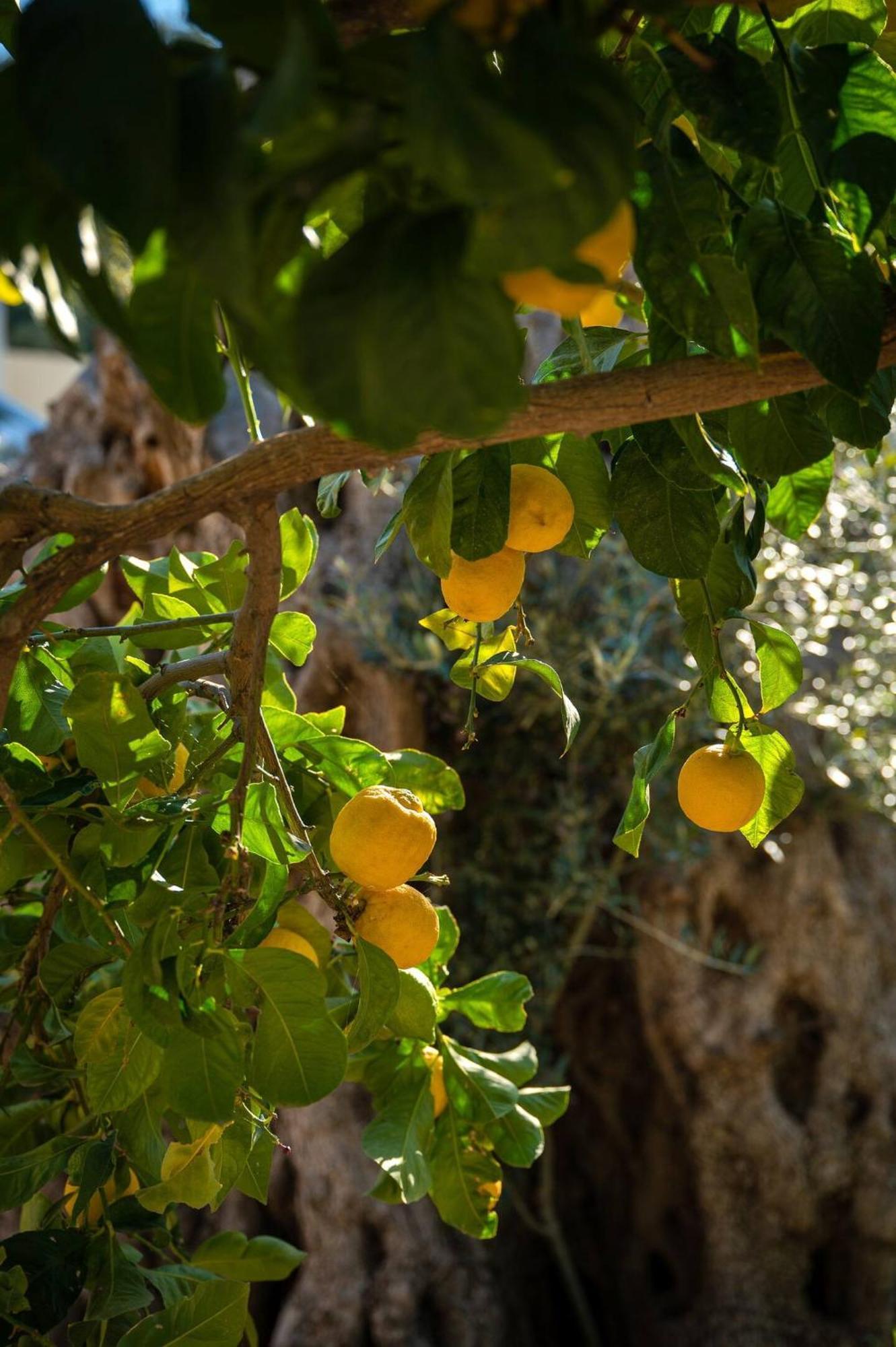 Physis Country House Near Matala Beach & Faistos Kouses Ngoại thất bức ảnh